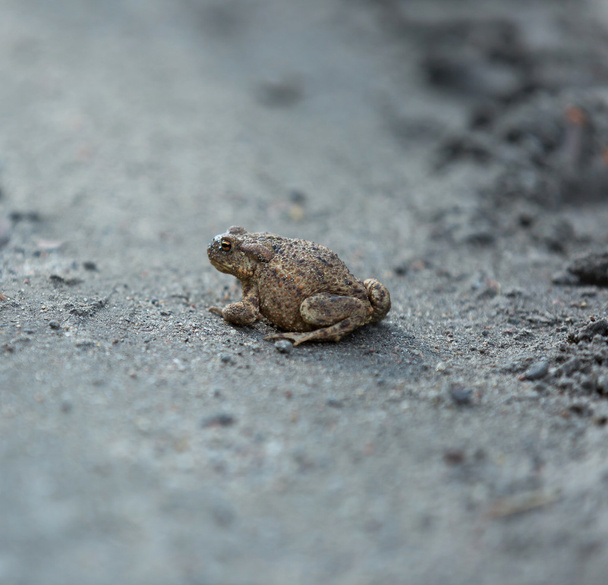Wild brown toad walking on sand - Photo, Image