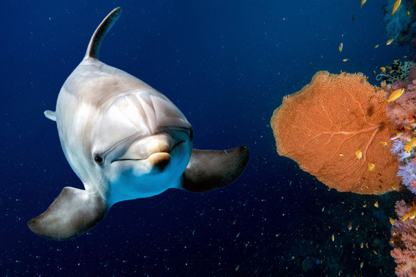 delfín bajo el agua en el arrecife de cerca mira
 - Foto, Imagen