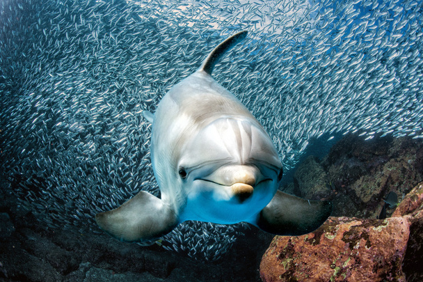 dauphin sous-marin sur récif regarder de près
 - Photo, image