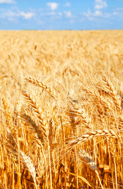 Achtergrond van tarweveld met rijping gouden oren - Foto, afbeelding