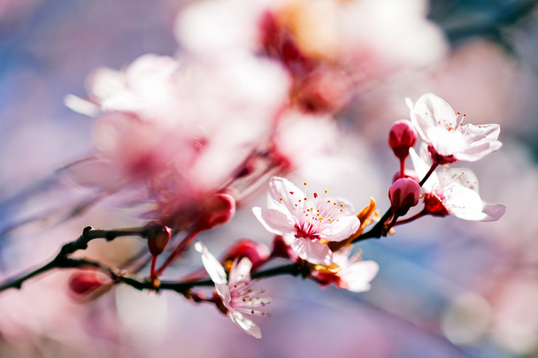 branch with pink flowers, note shallow depth of field - Photo, Image