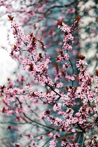 árvore com flores cor-de-rosa na cidade, observe a profundidade rasa do campo
 - Foto, Imagem