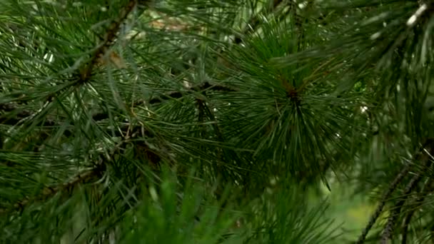 Pijnboom met groene pijnboom takken naalden achtergrond. Closeup. - Video