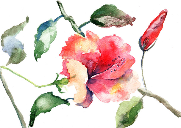 Watercolor illustration of Beautiful flowers - Valokuva, kuva