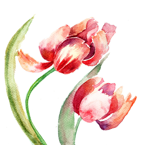 Tulips flowers - Photo, image