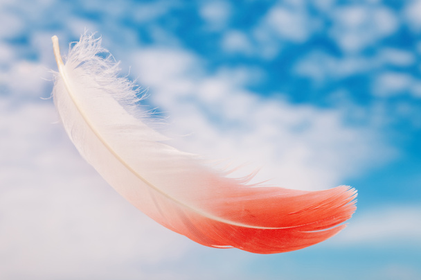 Flamingó toll - Fotó, kép