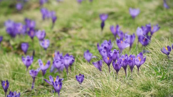 Crocus flowers field - Video, Çekim