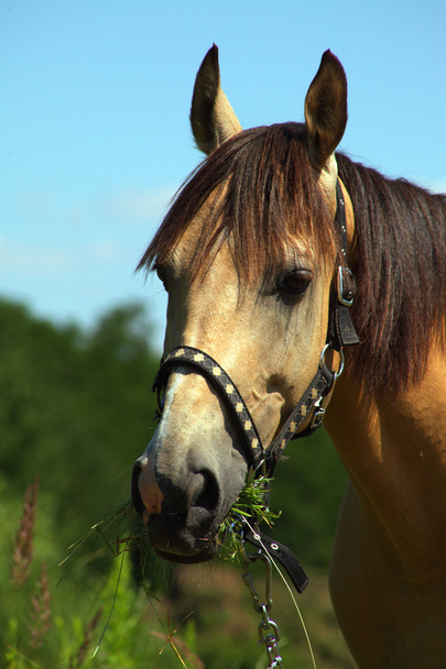 Ló eszik grace rét - Fotó, kép
