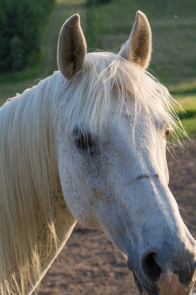 Арабский конь колет уши.
 - Фото, изображение