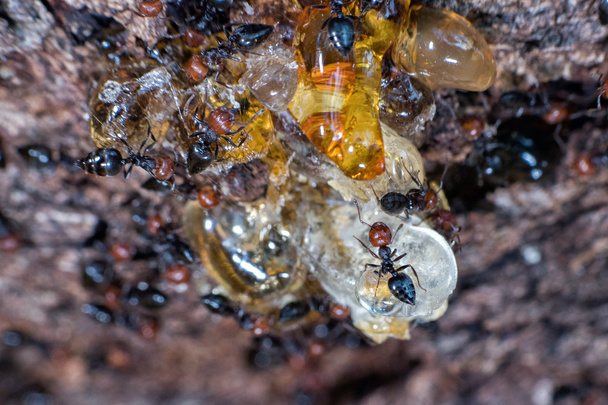 Rood hoofd ant honeypot Myrmecocystus close-up - Foto, afbeelding