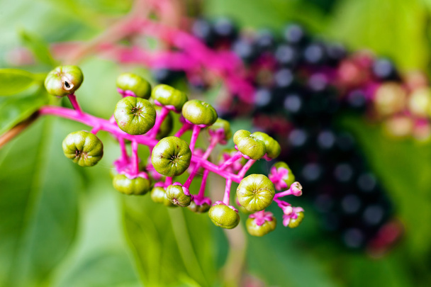 wild plant Phytolacca americana, note shallow depth of field - Photo, Image