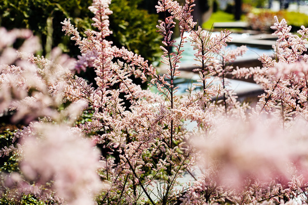 διακοσμητικό θάμνος απαλό ροζ χρώμα στη φύση, σημειώστε ρηχό βάθος πεδίου - Φωτογραφία, εικόνα