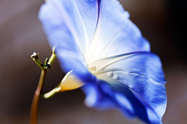 luz solar na flor azul do sino no fundo escuro, note o departamento raso de campo
 - Foto, Imagem
