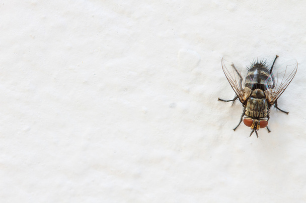 Soffiare mosca, carogna mosca sul muro
 - Foto, immagini