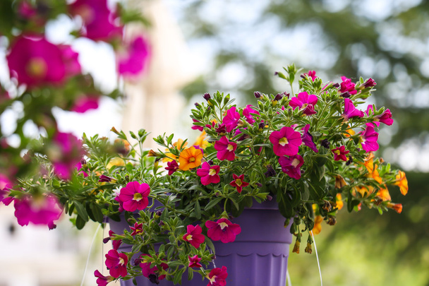 Güzel parlak saksı çiçekleri - Fotoğraf, Görsel
