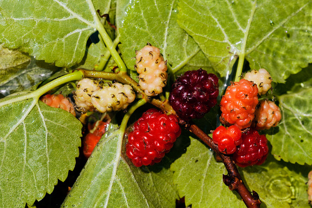 Maulbeerbaum und Früchte - Foto, Bild