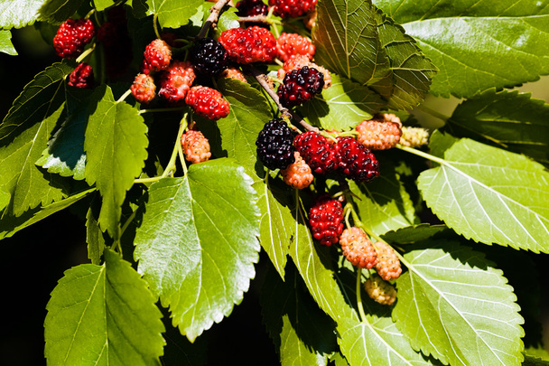 mulberry tree and fruit, note shallow depth of field - Photo, Image