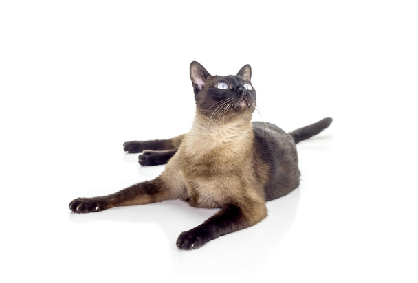 Sziámi macska - Fotó, kép