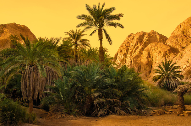 oasis in the desert with palm and mountain view - Photo, Image