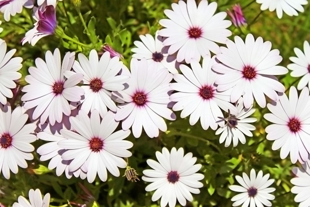 Досить білі квіти в саду
 - Фото, зображення