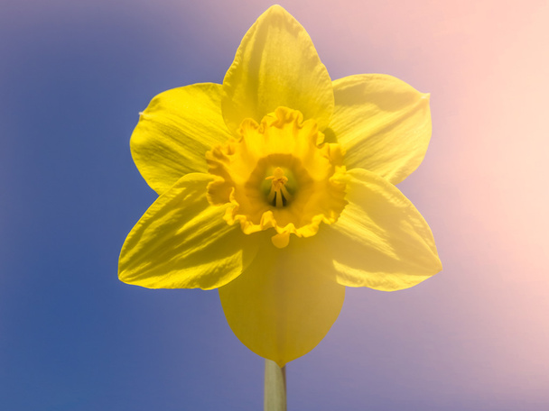 Sarı nergis bahar - Fotoğraf, Görsel