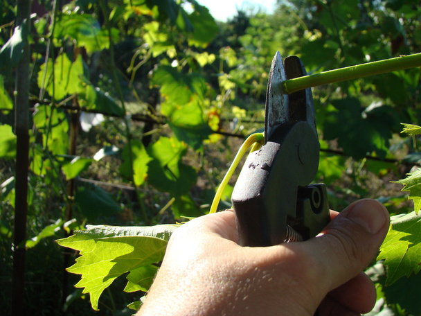 pruning shears are in the hand of the man cuts the branches. - Photo, Image