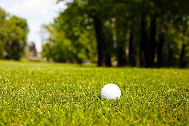 balle de golf sur l'herbe verte près de la forêt, note faible profondeur de champ
 - Photo, image