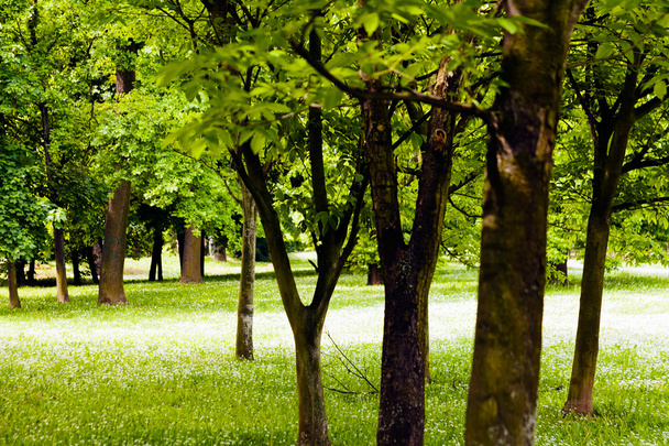 zielony las na wiosnę, Uwaga płytkiej głębi ostrości - Zdjęcie, obraz