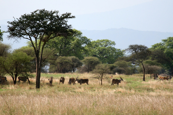 Impala - Tarangire National Park. Tanzania, Africa - Photo, Image