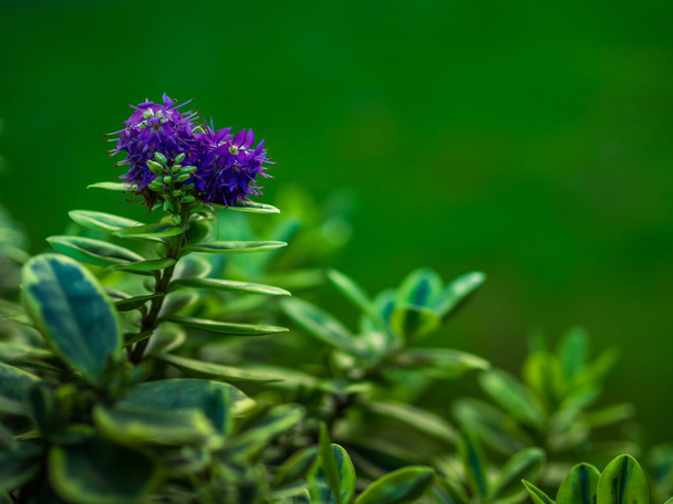 Violet hebe flower  - Photo, Image