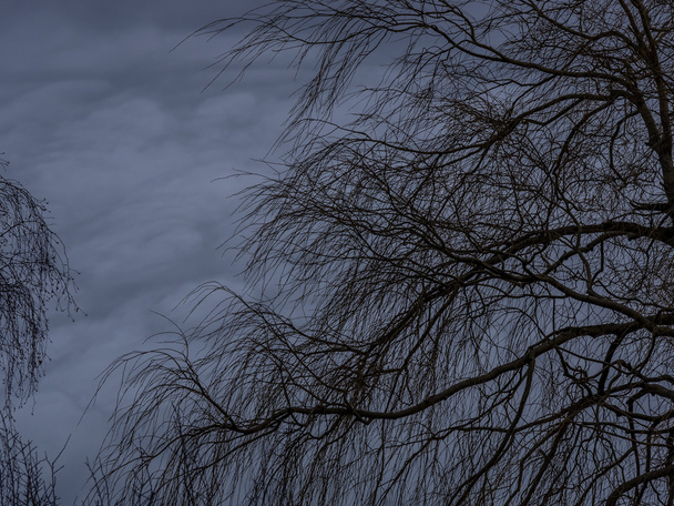 Albero senza foglie al crepuscolo
 - Foto, immagini