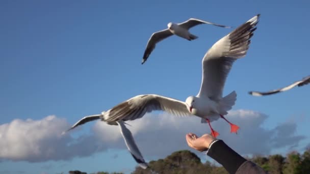 CHIUSURA: Gabbiano adorabile e curioso che riesce a catturare il cibo mentre vola
 - Filmati, video