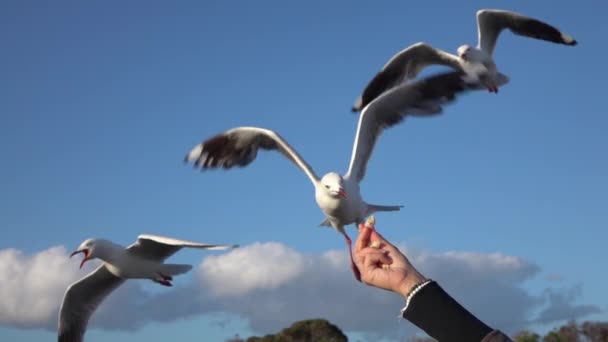 CHIUSURA: Gabbiano adorabile e coraggioso che riesce a catturare il cibo mentre vola
 - Filmati, video