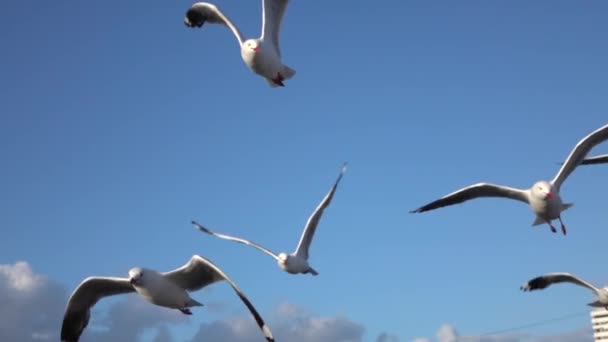 LOW MOTION: Um grupo de gaivotas voando no céu azul perto da costa
 - Filmagem, Vídeo