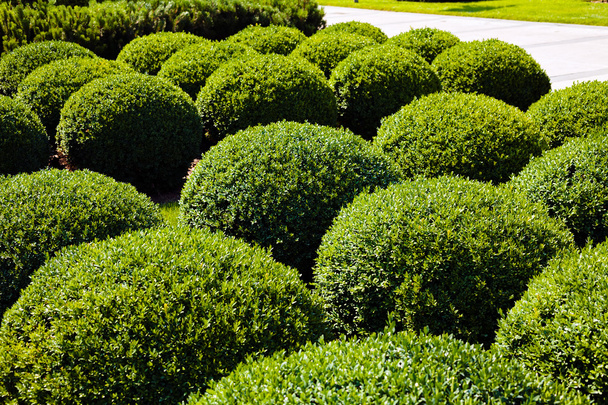 shaped ornamental bushes in parks, note shallow depth of field - Zdjęcie, obraz