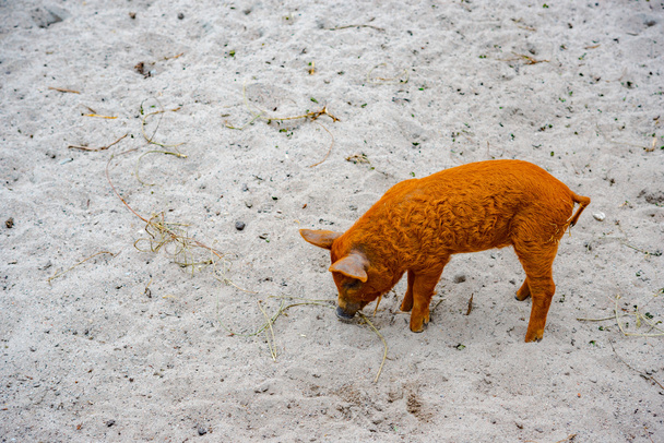Schwein mit Ferkeln auf dem Bauernhof - Foto, Bild