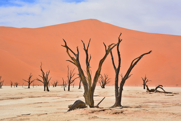 Deadvlei is een witte klei pan gelegen in de buurt van de beroemdere zoutpan van Sossusvlei, in het Namib-Naukluft Park in Namibië. Ook geschreven Deadvlei of Dead Vlei, de naam betekent "dood moeras" - Foto, afbeelding