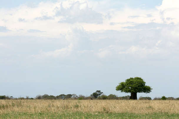Safari manzara. Tanzanya, Afrika - Fotoğraf, Görsel