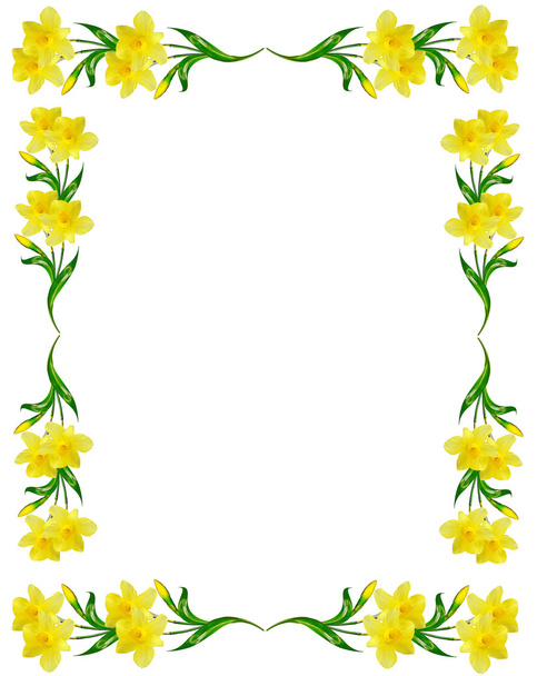Kevään kukat narcissus eristetty valkoisella taustalla
 - Valokuva, kuva