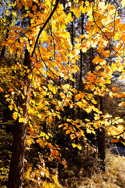 太陽と秋の森 - 写真・画像