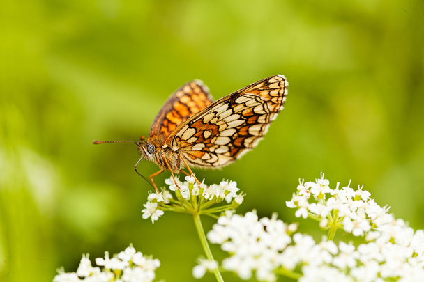 Метелик на білій квітці зі складеними крилами, профіль, неглибока деталь поля
 - Фото, зображення