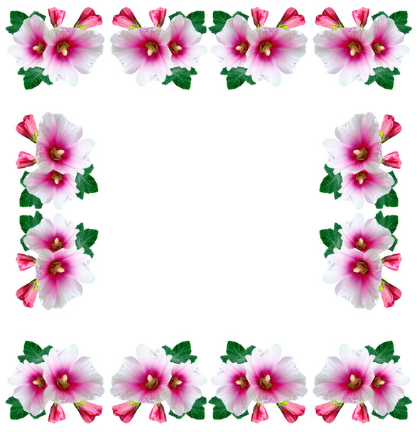 Маллоу цветы изолированы на белом фоне - Фото, изображение