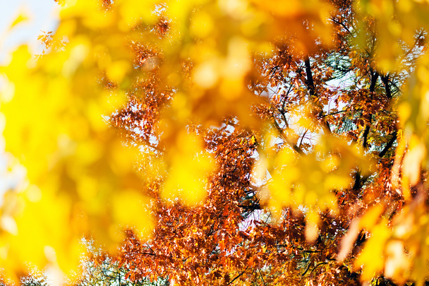 folhas de outono em um dia ensolarado, para fundo desfocado
 - Foto, Imagem