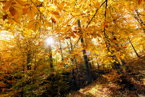 Forest in autumn with sun - Photo, image