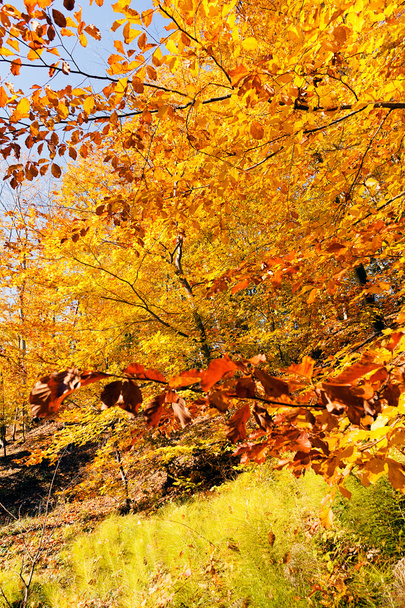 秋の晴れた日、メモ フィールドの浅い深さの葉します。 - 写真・画像