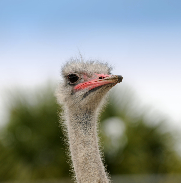 Cabeza de avestruz
 - Foto, imagen
