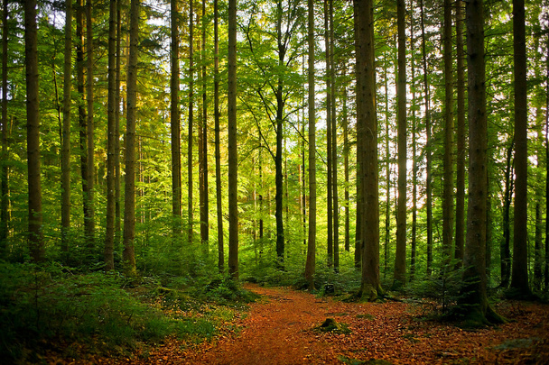 Forêt bavaroise naturelle
 - Photo, image
