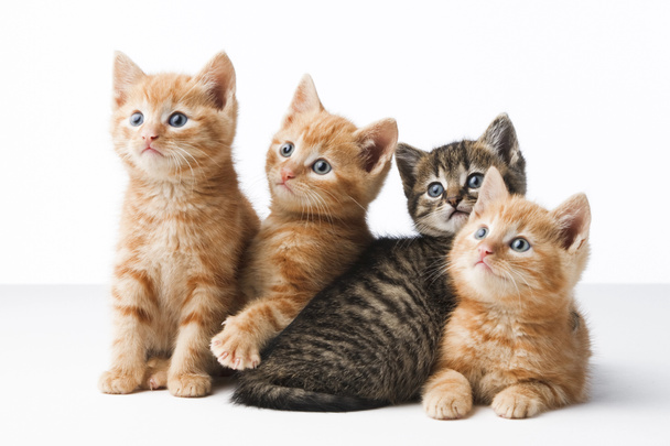 4 koťata, sedící a ležící - Fotografie, Obrázek