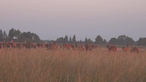Wild deer animals herd grown enclosed with fence. Zoom out. 4K - Footage, Video