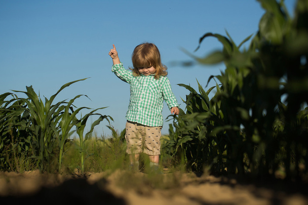 small boy in green field of corn or maize - Φωτογραφία, εικόνα